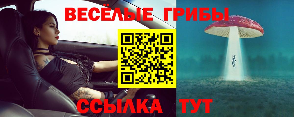 Галлюциногенные грибы Psilocybe Новошахтинск